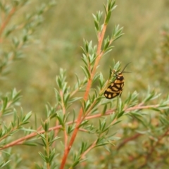 Asura lydia (Lydia Lichen Moth) at QPRC LGA - 4 Feb 2022 by Liam.m