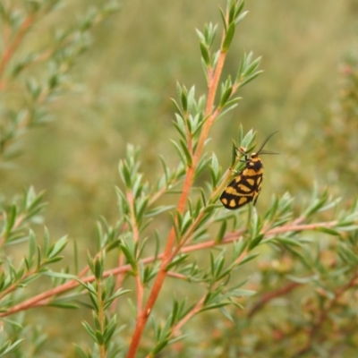 Asura lydia (Lydia Lichen Moth) at QPRC LGA - 4 Feb 2022 by Liam.m