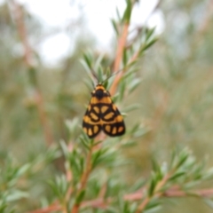 Asura lydia at Carwoola, NSW - 5 Feb 2022