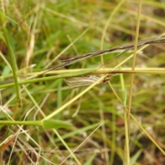 Hednota bivittella (A Crambid moth (Crambinae) at Carwoola, NSW - 5 Feb 2022 by Liam.m