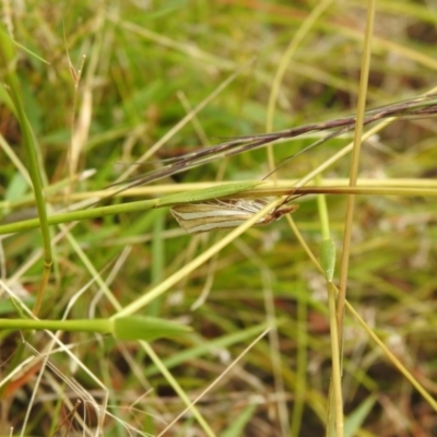 Hednota bivittella (Webworm) at Carwoola, NSW - 4 Feb 2022 by Liam.m