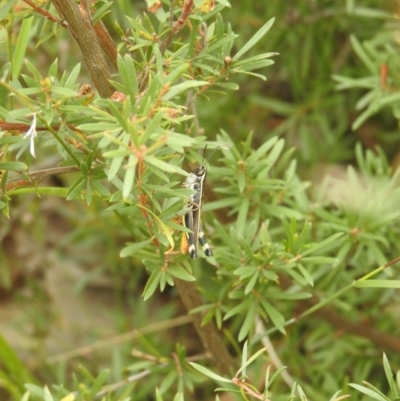 Macrotona australis (Common Macrotona Grasshopper) at Carwoola, NSW - 5 Feb 2022 by Liam.m