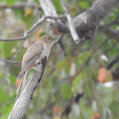 Cacomantis flabelliformis (Fan-tailed Cuckoo) at Carwoola, NSW - 5 Feb 2022 by Liam.m