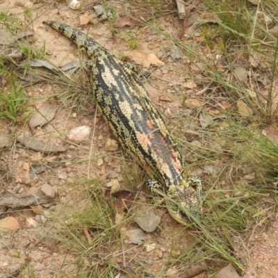 Tiliqua nigrolutea (Blotched Blue-tongue) at Carwoola, NSW - 4 Feb 2022 by Liam.m