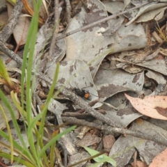 Calopompilus sp. (genus) (Spider wasp) at QPRC LGA - 4 Feb 2022 by Liam.m