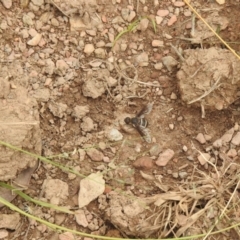 Villa sp. (genus) (Unidentified Villa bee fly) at Carwoola, NSW - 4 Feb 2022 by Liam.m