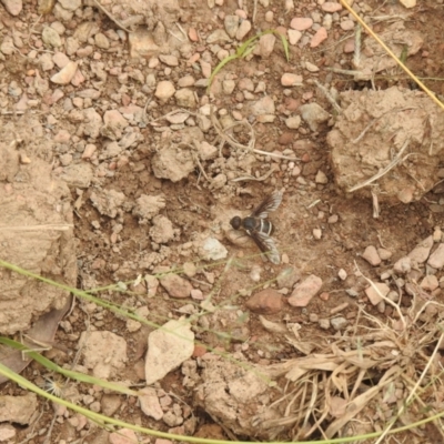 Villa sp. (genus) (Unidentified Villa bee fly) at Carwoola, NSW - 5 Feb 2022 by Liam.m