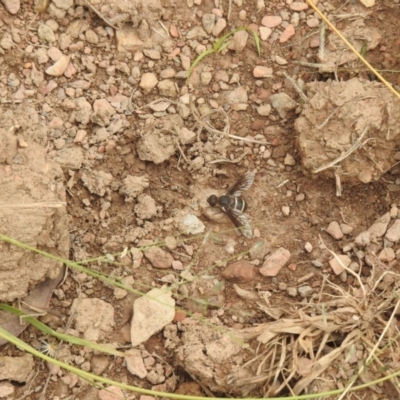 Villa sp. (genus) (Unidentified Villa bee fly) at Carwoola, NSW - 5 Feb 2022 by Liam.m