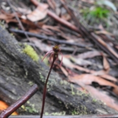 Chiloglottis sp. (A Bird/Wasp Orchid) at Farringdon, NSW - 6 Feb 2022 by Liam.m