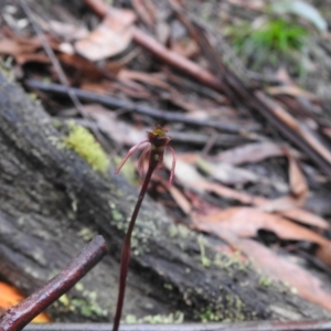 Chiloglottis sp. at Farringdon, NSW - 6 Feb 2022