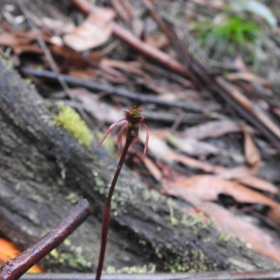 Chiloglottis sp. (A Bird/Wasp Orchid) at Tallaganda State Forest - 5 Feb 2022 by Liam.m