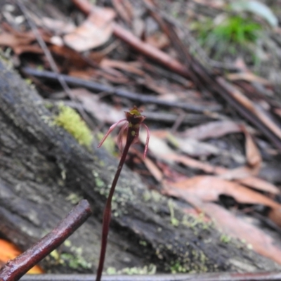 Chiloglottis sp. (A Bird/Wasp Orchid) at Farringdon, NSW - 6 Feb 2022 by Liam.m