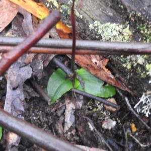 Chiloglottis sp. at Farringdon, NSW - 6 Feb 2022