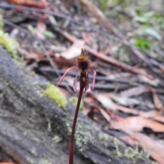 Chiloglottis sp. at Farringdon, NSW - 6 Feb 2022