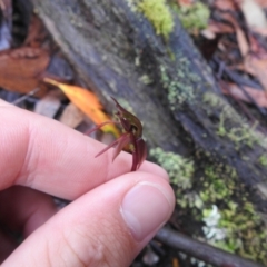 Chiloglottis sp. at Farringdon, NSW - 6 Feb 2022