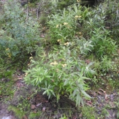 Senecio linearifolius (Fireweed Groundsel, Fireweed) at Farringdon, NSW - 6 Feb 2022 by Liam.m