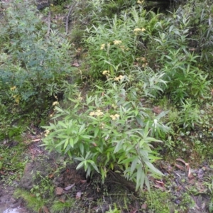 Senecio linearifolius at Farringdon, NSW - suppressed