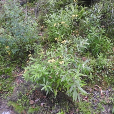 Senecio linearifolius (Fireweed Groundsel, Fireweed) at Tallaganda State Forest - 5 Feb 2022 by Liam.m