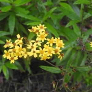 Senecio linearifolius at Farringdon, NSW - 6 Feb 2022