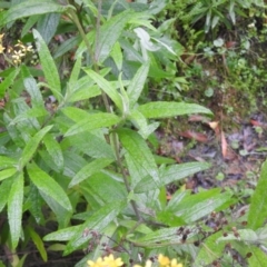 Senecio linearifolius at Farringdon, NSW - 6 Feb 2022