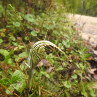 Diplodium coccinum (Scarlet Greenhood) at Tallaganda State Forest - 5 Feb 2022 by Liam.m