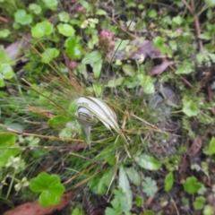 Diplodium coccinum at Farringdon, NSW - suppressed