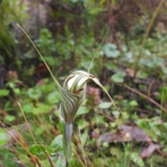 Diplodium coccinum at Farringdon, NSW - suppressed