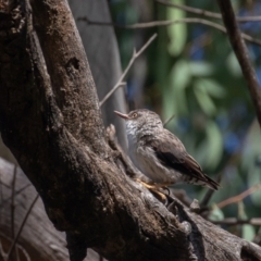 Daphoenositta chrysoptera (Varied Sittella) at Pialligo, ACT - 5 Feb 2022 by rawshorty