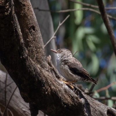 Daphoenositta chrysoptera (Varied Sittella) at Pialligo, ACT - 6 Feb 2022 by rawshorty