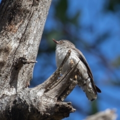 Daphoenositta chrysoptera at Pialligo, ACT - 6 Feb 2022 09:25 AM