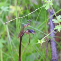 Chiloglottis reflexa (Short-clubbed Wasp Orchid) at Tallaganda State Forest - 5 Feb 2022 by Liam.m