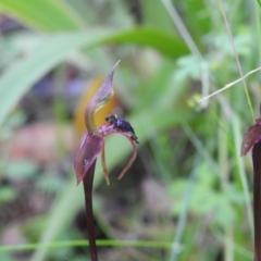 Chiloglottis reflexa at Farringdon, NSW - suppressed