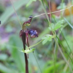 Chiloglottis reflexa at Farringdon, NSW - suppressed