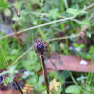 Chiloglottis reflexa at Farringdon, NSW - suppressed