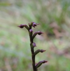 Corunastylis nuda (Tiny Midge Orchid) at Tallaganda State Forest - 5 Feb 2022 by Liam.m