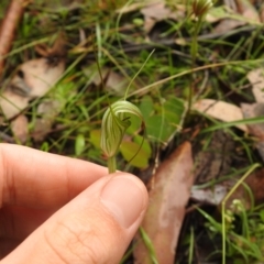 Diplodium decurvum (Summer greenhood) at Rossi, NSW - 6 Feb 2022 by Liam.m