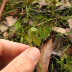 Diplodium decurvum (Summer greenhood) at Rossi, NSW - 5 Feb 2022 by Liam.m