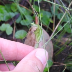 Diplodium decurvum at Rossi, NSW - suppressed