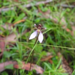 Eriochilus cucullatus (Parson's Bands) at Rossi, NSW - 5 Feb 2022 by Liam.m