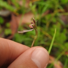 Eriochilus cucullatus at Rossi, NSW - suppressed