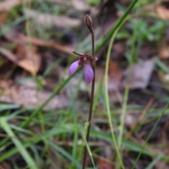 Eriochilus cucullatus at Rossi, NSW - 6 Feb 2022