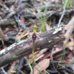 Chiloglottis reflexa (Short-clubbed wasp orchid) at Rossi, NSW - 5 Feb 2022 by Liam.m