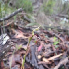 Chiloglottis reflexa at Rossi, NSW - suppressed