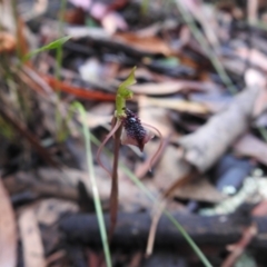 Chiloglottis reflexa at Rossi, NSW - suppressed