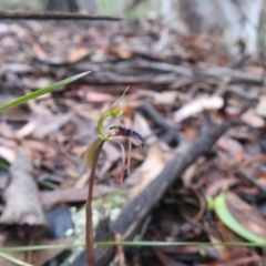 Chiloglottis reflexa at Rossi, NSW - suppressed