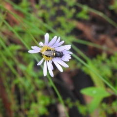 Odontomyia hunteri (Soldier fly) at Rossi, NSW - 6 Feb 2022 by Liam.m
