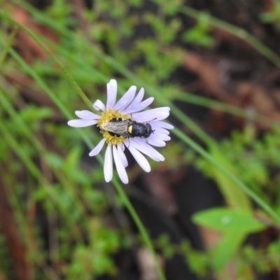 Odontomyia hunteri (Soldier fly) at Rossi, NSW - 6 Feb 2022 by Liam.m