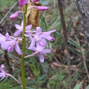 Dipodium roseum at Rossi, NSW - suppressed