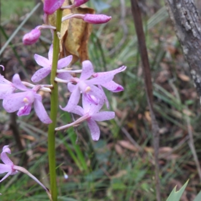 Dipodium roseum (Rosy Hyacinth Orchid) at Rossi, NSW - 5 Feb 2022 by Liam.m