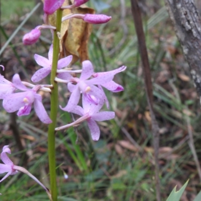 Dipodium roseum (Rosy Hyacinth Orchid) at Rossi, NSW - 6 Feb 2022 by Liam.m